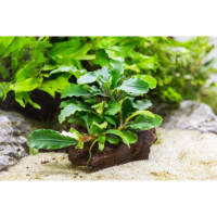 bucephalandra-green-wavy-26387579725-400x400