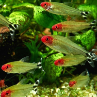 rodostomus5